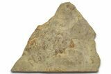 Cruziana (Fossil Trilobite Trackway) - Indiana #325676-1